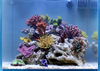 Wonderful reef tank © mauriziobiso