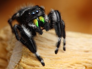 Phiddipus Audax US common jumping spider