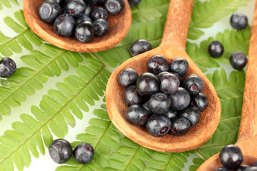 Tasty blueberries in wooden spoons on fern close-up