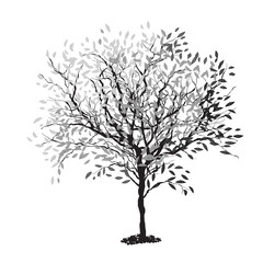 Tree silhouette. The trunk and leaves in separate layers. Vector