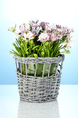 bouquet of beautiful summer flowers in wicker vase,