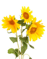 beautiful sunflowers, isolated on white