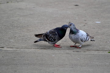 Kissing Pigeons