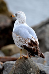 New England Seagull