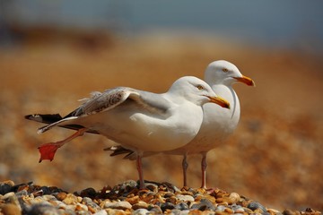 Seagulls friendship