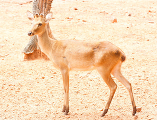the fawn in the zoo