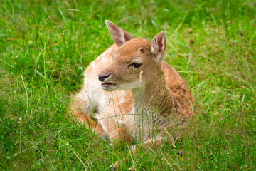 Roe deer on the meadow