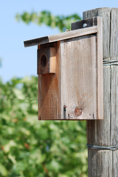 Bird house in vineyard