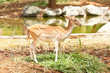 the fawn eating grass