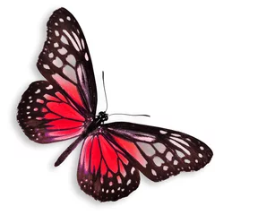 Cercles muraux Papillon Red Butterfly