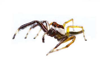 Isolated of Telamonia Dimidiata jumping spider