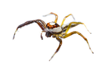 Isolated of Telamonia Dimidiata jumping spider