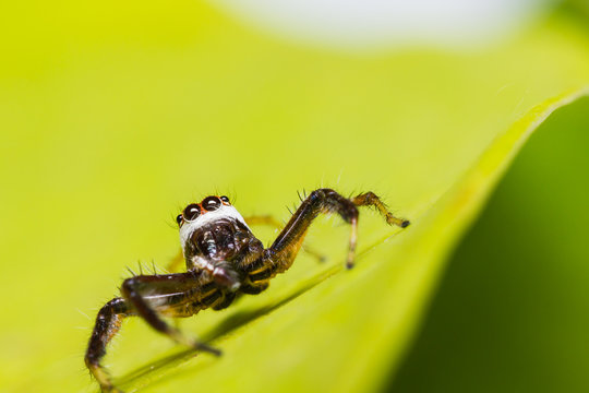 Telamonia Dimidiata jumping spider