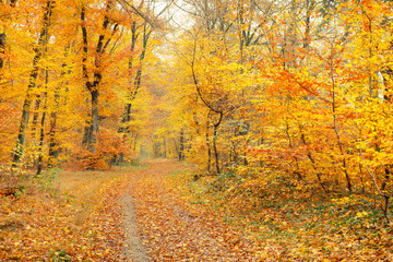 Autumn in the forest