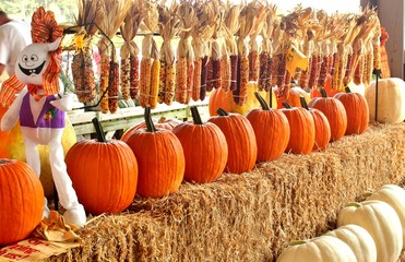 Pumpkins and Indian corn - 45324714