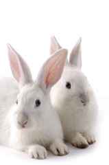 Two cute white rabbits.