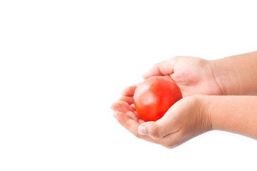 Whole tomato in the human hand isolated over white background