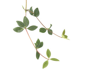 young green leaves against white background