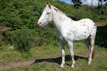 Obraz premium Spotted pony