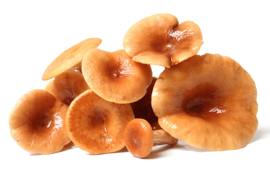 Rufous Milkcap (Lactarius rufus) Mushrooms