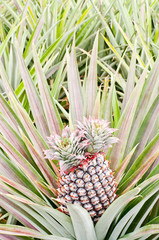 tropical fruit of pineapple field