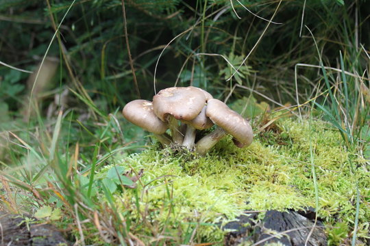 Pilzgruppe