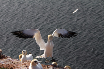 Basstölpel am Vogelfelsen auf Helgoland