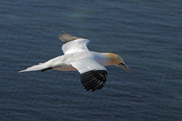 Basstölpel am Vogelfelsen auf Helgoland