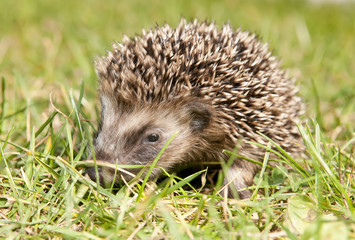 junger Igel
