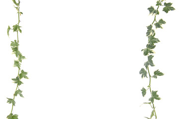 botanical, green border made of ivy leaves - obrazy, fototapety, plakaty