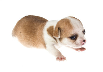 Funny puppy Chihuahua poses on a white background