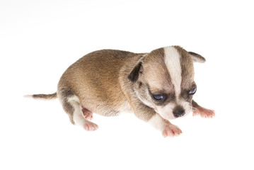 Funny puppy Chihuahua poses on a white background