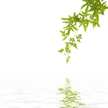green fern leaf with reflection