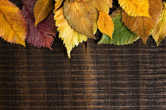 Autumn background. Leaves border on dark wood