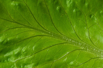 Lettuce leaf