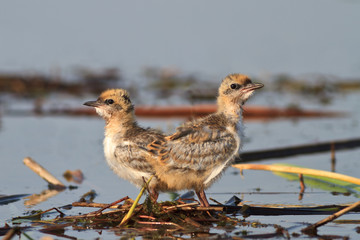 common tern chick on lake