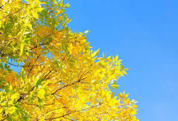Autumn foliage against the blue sky