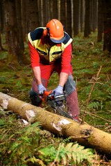 Waldarbeiterin schneidet liegendes Holz - Entasten