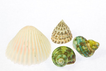 shell