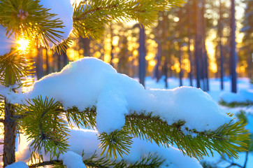 Pine branch in snow. Winter sunset in the forest.