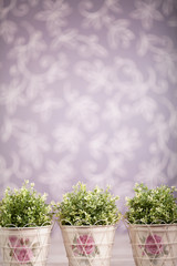 Photo-illustartion of domestic plants