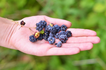 Blackberry (rubus) in hand against green nature background