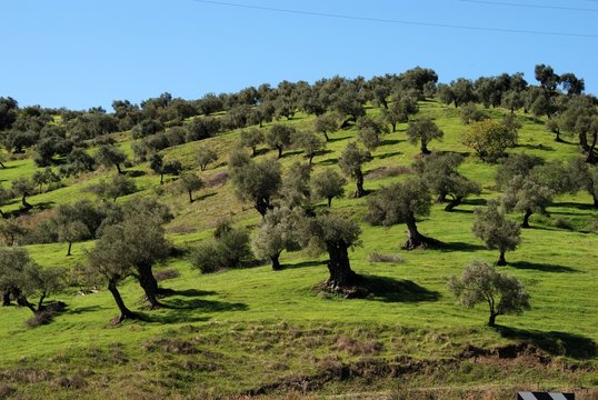 Olive grove, Guaro, Spain &copy; Arena Photo UK