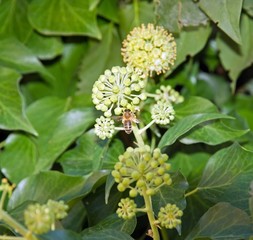 abeille butinant dans un lierre en fleur