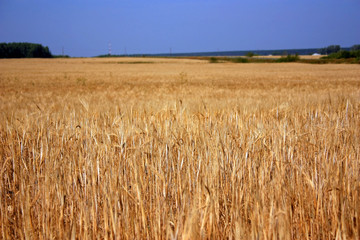 Поле спелой пшеницы