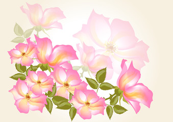 Flower vector  background with wild rose