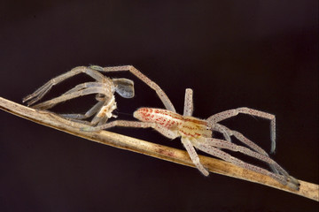 change of spider