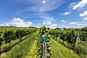 Fototapeta na wymiar Winnica z winogron Riesling