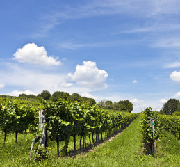 Fototapeta na wymiar Winnica w słoneczny dzień