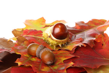 Chestnuts on colorful autumn